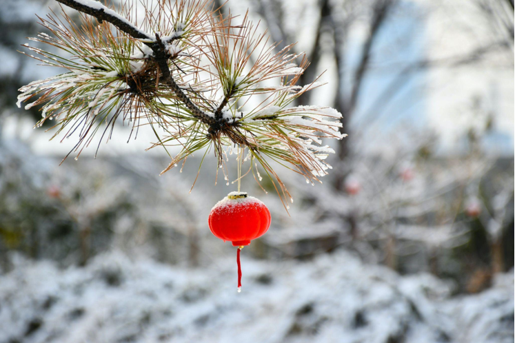 Artificial Christmas Trees and Delicious Recipes